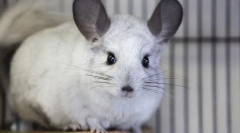 Pričakovana življenjska doba chinchilla v naravi in doma